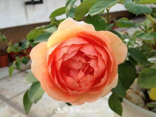 月季界的4大開花機(jī)器，養(yǎng)2種就擁有一個(gè)花園(圖4)
