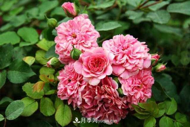 月季界的4大開花機(jī)器，養(yǎng)2種就擁有一個(gè)花園(圖5)