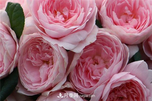 月季開花機(jī)器**名是什么？請叫我**名(圖1)