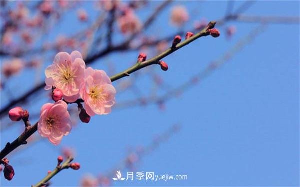 中國(guó)十大盆景排名，看看有哪些品種(圖2)