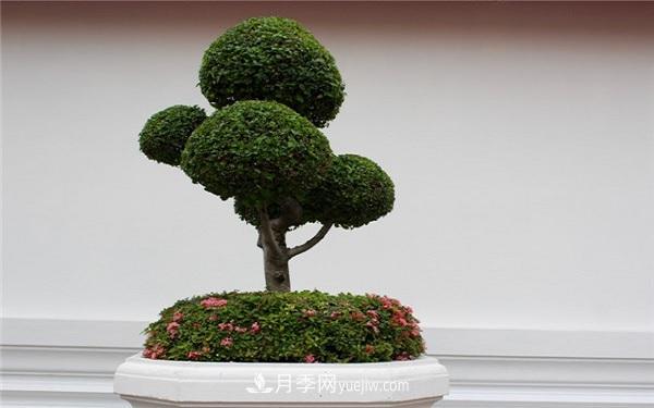 中國(guó)十大盆景排名，看看有哪些品種(圖3)