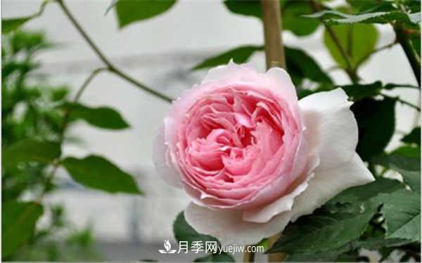 十大勤花月季名單，***經(jīng)典勤花月季花推薦(圖1)