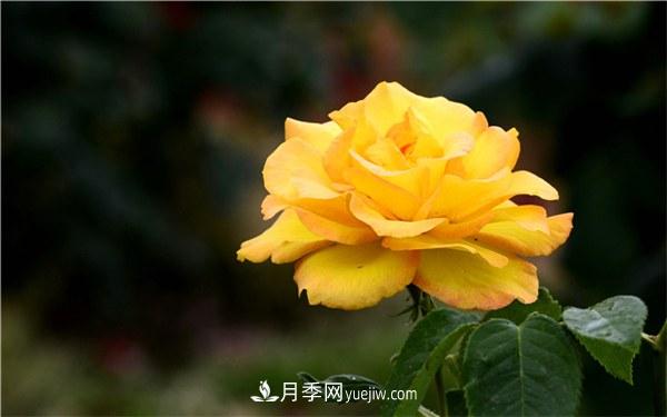 有什么后悔種的月季品種？不值得買的月季品種(圖1)