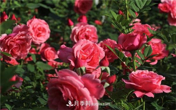 有什么后悔種的月季品種？不值得買的月季品種(圖2)
