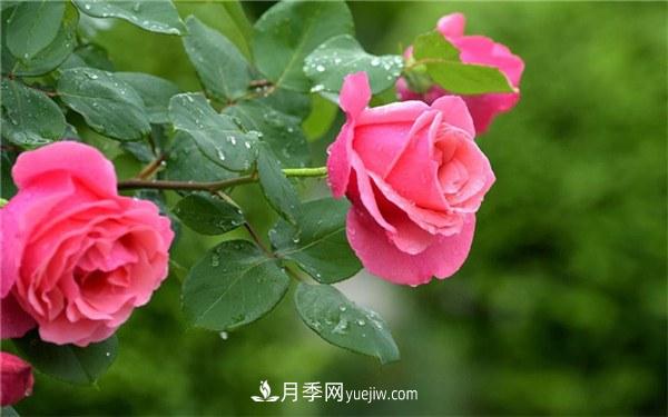 十大難養(yǎng)的花有哪些？什么花卉***難養(yǎng)？(圖1)