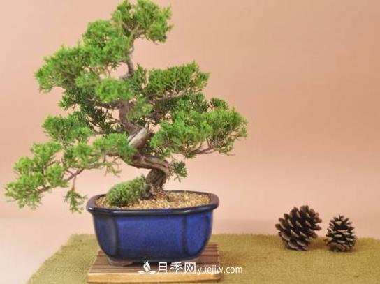 中國十大盆景排名，名貴盆景有哪些？(圖1)