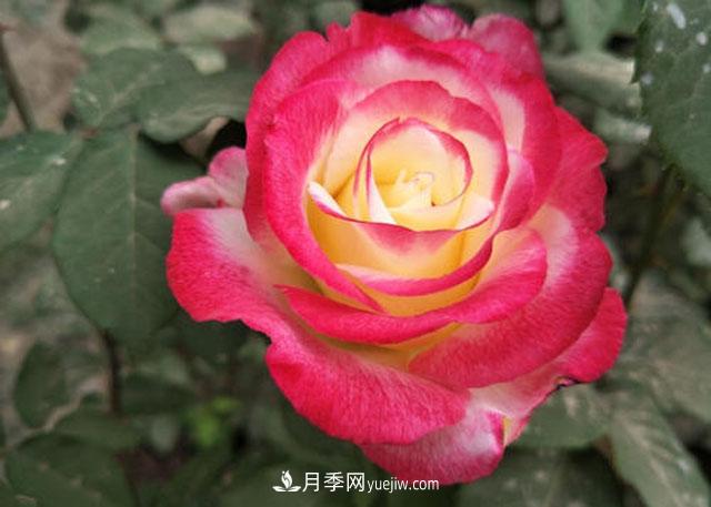 十大***美月季品種，美的沒(méi)理由(圖1)