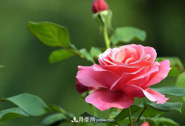 中國十大花卉排名，哪種名花排名**？(圖1)