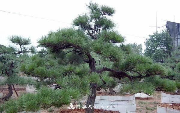 松樹(shù)十大品種，松樹(shù)哪些品種***值錢(qián)？(圖1)