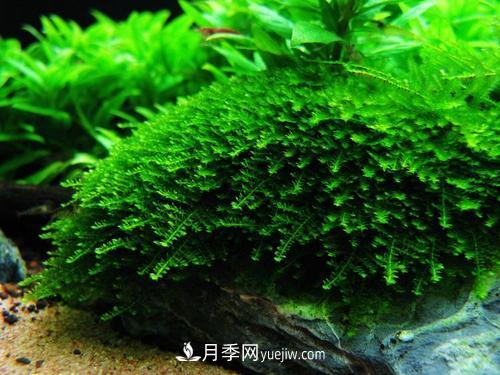 十大養(yǎng)不死的水草有哪些？(圖1)