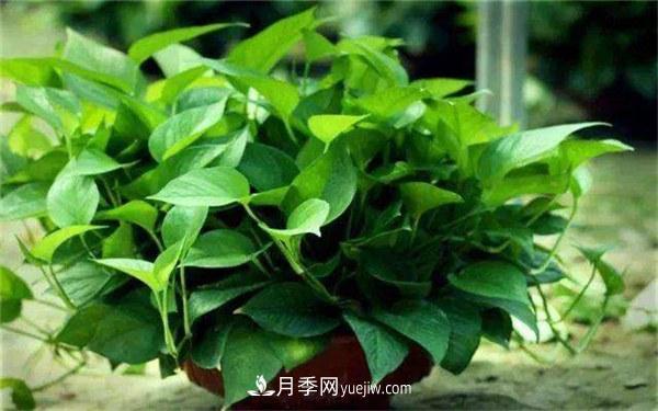 室內(nèi)十大凈化空氣植物，誰吸收有害氣體***有效？(圖1)