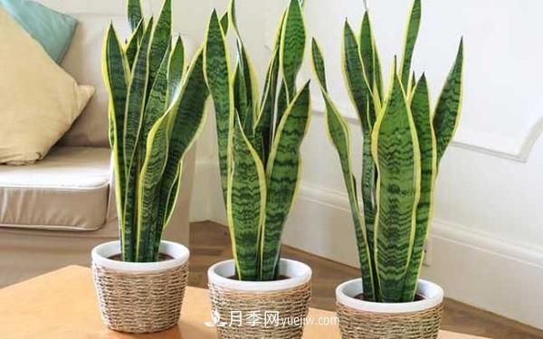 室內(nèi)十大凈化空氣植物，誰吸收有害氣體***有效？(圖3)