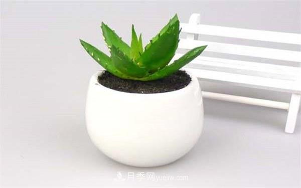 室內(nèi)十大凈化空氣植物，誰吸收有害氣體***有效？(圖2)