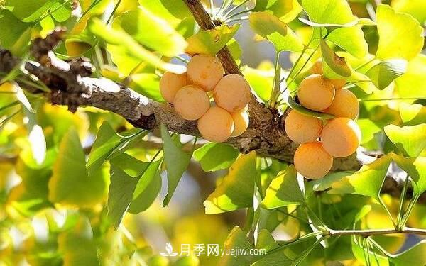 北方庭院十大吉祥之樹，種什么樹寓意好？(圖1)