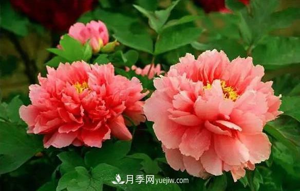 十大耐寒名花，判斷耐寒性較強的花卉(圖1)