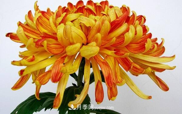 菊花種類大全，菊花有多少個(gè)品種(圖1)