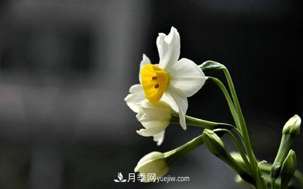 常見的草本植物有哪些？(圖2)