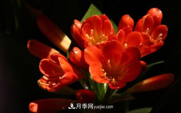 常見的草本植物有哪些？(圖5)