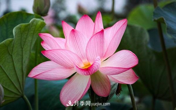 常見的草本植物有哪些？(圖4)