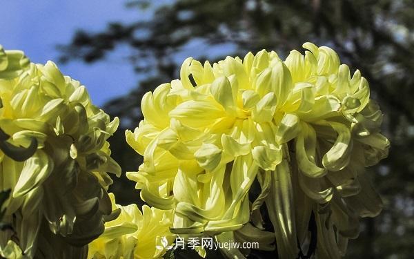 常見的草本植物有哪些？(圖3)