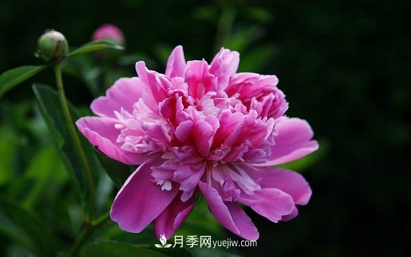 常見的草本植物有哪些？(圖1)