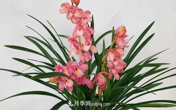 蘭花栽培方法是什么？怎么樣才能養(yǎng)好蘭花？(圖1)