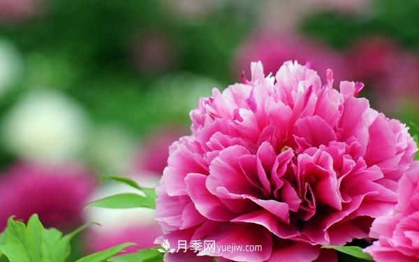 家庭牡丹花怎么養(yǎng)？要注意哪些方面？(圖1)