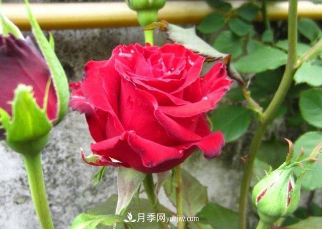 為什么沒人喜歡養(yǎng)卡羅拉月季？(圖1)