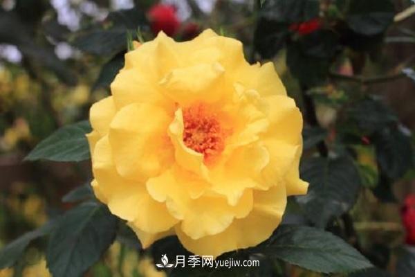 不怕暴曬的月季品種，盤點(diǎn)耐熱耐曬的品種(圖2)