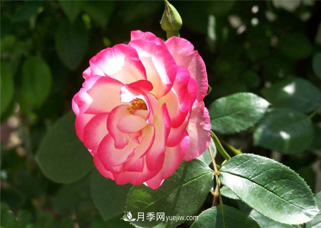 月季花的樣子和樹狀月季特點是什么？(圖1)
