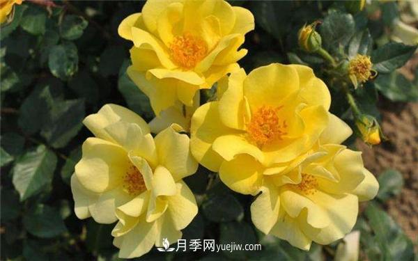 月季水插繁殖如何操作？(圖1)