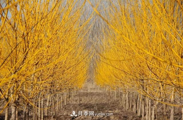 苗木人還有什么新路線可以走？(圖2)