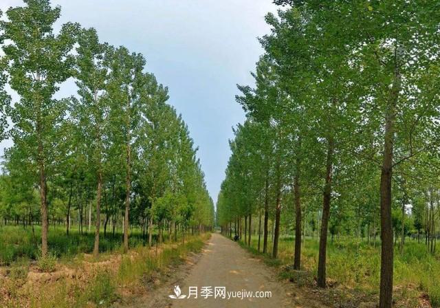 苗木人還有什么新路線可以走？(圖3)