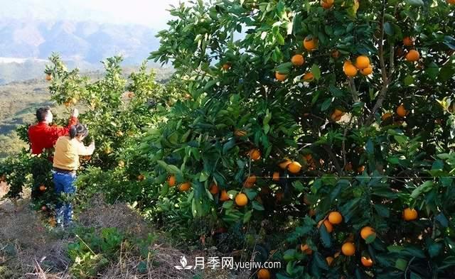 苗木人還有什么新路線可以走？(圖4)