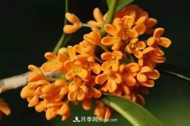 門前種桂花樹真的好嗎？(圖2)