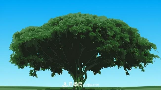 三個方法，教你給苗木擴(kuò)冠(圖1)