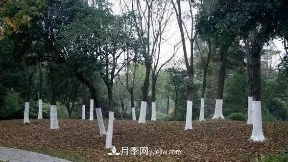 樹木涂白用途側重點不同，配方也不同(圖1)