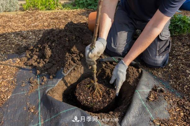 警惕！苗木交易中的常見騙術(shù)(圖1)