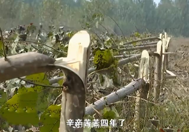 苗木如何防盜？(圖1)