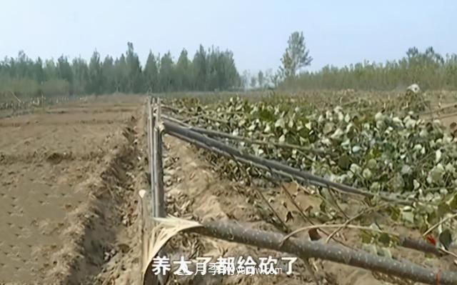 苗木如何防盜？(圖2)