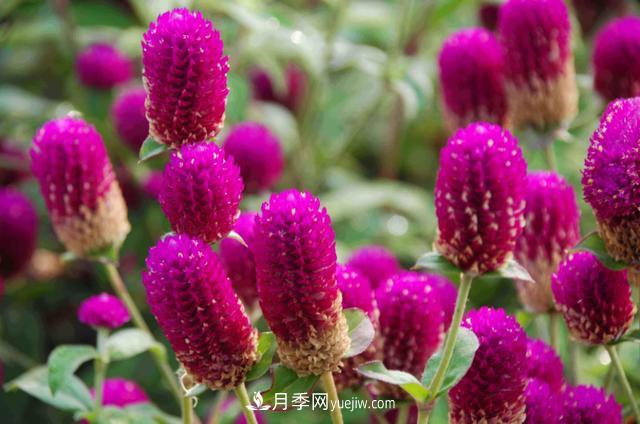 為啥這些花能脫穎而出，成為國(guó)慶花壇里的主流(圖1)