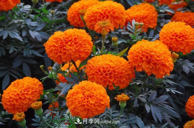 為啥這些花能脫穎而出，成為國(guó)慶花壇里的主流(圖2)