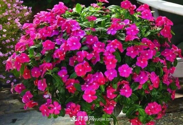 為啥這些花能脫穎而出，成為國(guó)慶花壇里的主流(圖3)