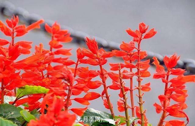 為啥這些花能脫穎而出，成為國(guó)慶花壇里的主流(圖5)