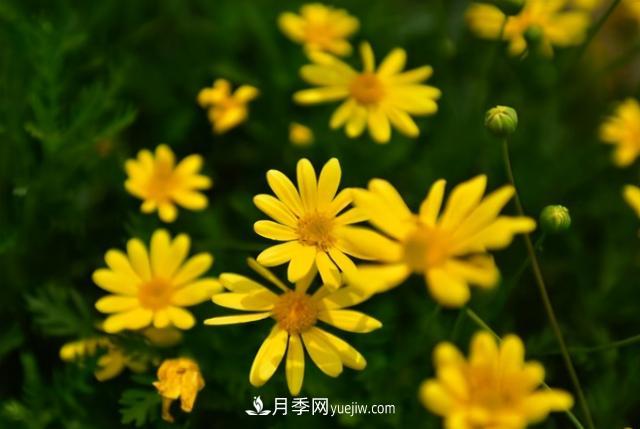 為啥這些花能脫穎而出，成為國(guó)慶花壇里的主流(圖4)