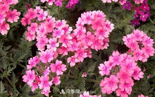 為啥這些花能脫穎而出，成為國(guó)慶花壇里的主流(圖6)