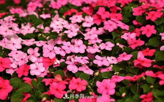為啥這些花能脫穎而出，成為國(guó)慶花壇里的主流(圖8)