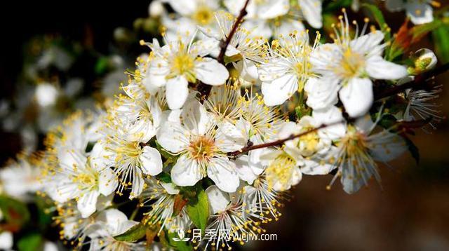 9種未來會(huì)大火的鄉(xiāng)土觀花喬木(圖2)