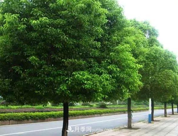 種植南陽(yáng)香樟的效益為何越來(lái)越好？(圖1)