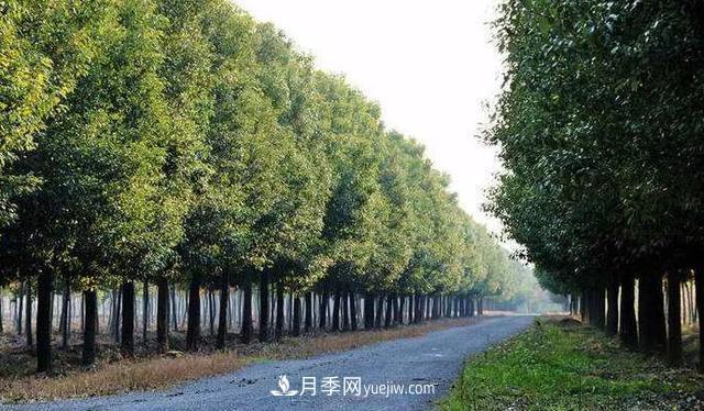 種植南陽(yáng)香樟的效益為何越來(lái)越好？(圖2)